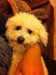 Meet your Posher, Melissa